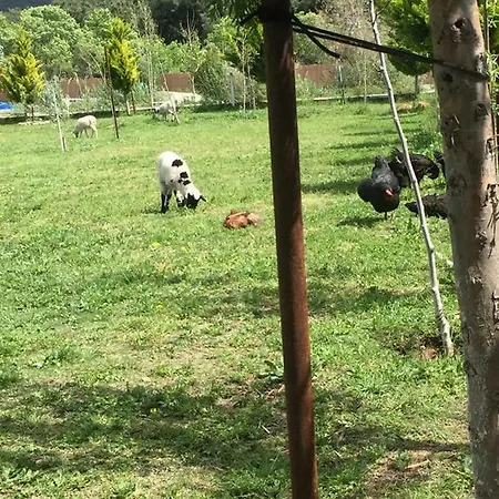 Oda ve Kahvaltı Deniz Kizi *